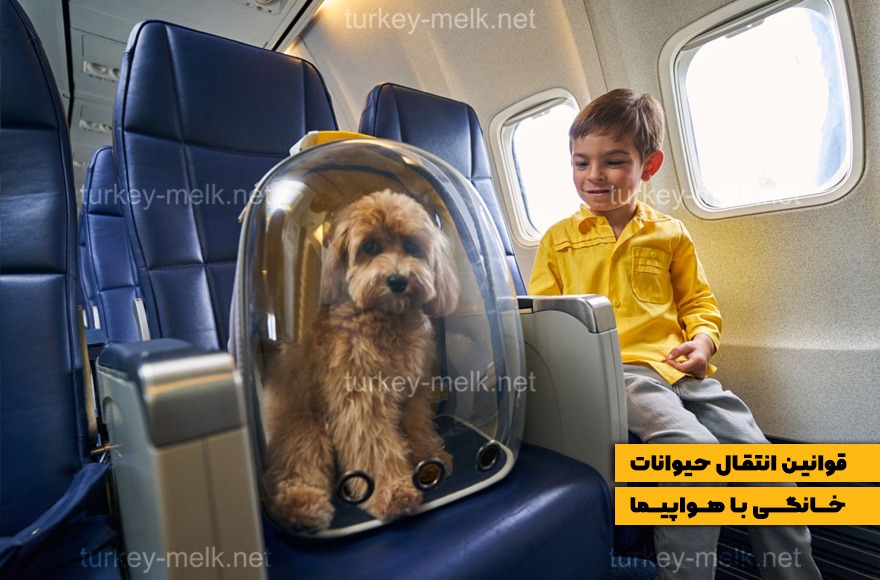 انتقال حیوانات با هواپیما : قوانین و راهنمای کامل